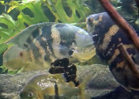 Tiger Oscar cichlid