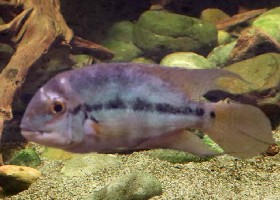 Parrot Cichlid