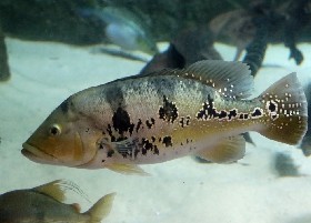 Kelberi Peacock Bass