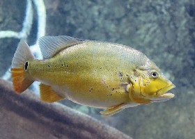 Xingu Peacock Bass