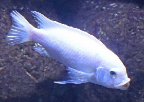 Lake Malawi Pearl White Cobalt Blue Zebra Cichlid