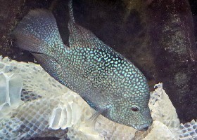 Pearlscale Cichlid