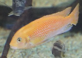 Lake Malawi Red Zebra Cichlid