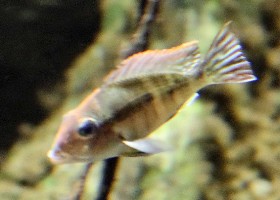 Redhead Tapajos Eartheater