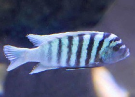 Saulosi Cichlid
