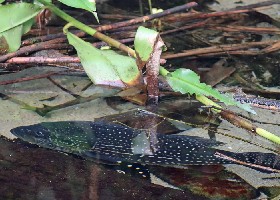Speckled Pavon juvenile