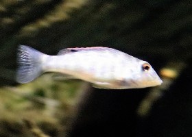 Stonemover Cichlid
