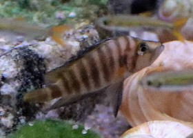 Sumbu Shell Dweller Cichlid