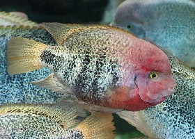 Tailbar Cichlid