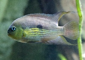 Topaz Cichlid