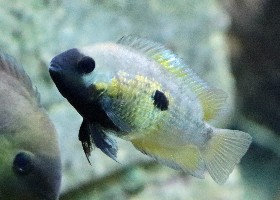 Topaz Cichlid