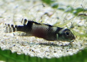 Dwarf Transvestite Cichlid
