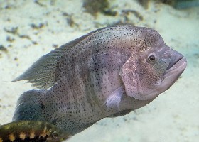Wolf Cichlid