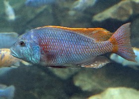 Yellow Lepturus Cichlid