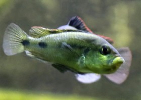 Albert's Yellow Belly Cichlid