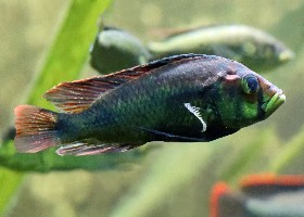 Albert's Yellow Belly Cichlid