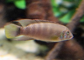 Red-lipped River Cichlid