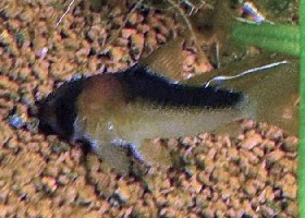 Adolfo's Corydoras