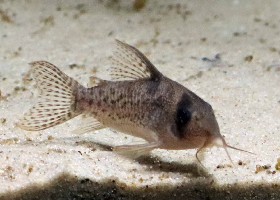 Ancestor Cory