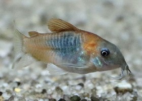 Bronze Cory Catfish