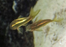 Gold Laser Corydoras