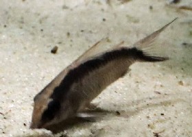 Grant's Skunk Corydoras