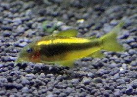 Green Gold Corydoras