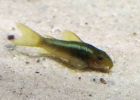 Green Laser Corydoras