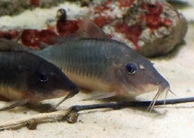 Hognose Brochis Cory