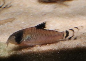 Flagtailed Panda Corydoras