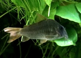 Slate Cory