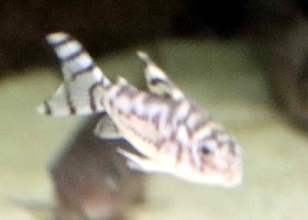 Vulcan Corydoras