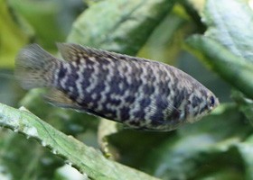 Banded Ctenopoma