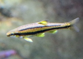 Southern Redbelly Dace
