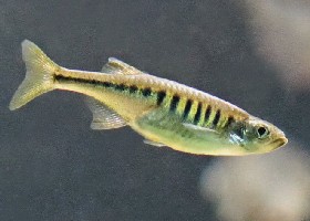 Lake Inle Danio