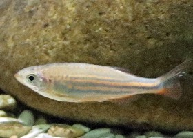 Malabar Danio