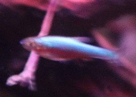 Neon Blue Sunda Danio prev. Rasbora
