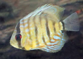 Discus