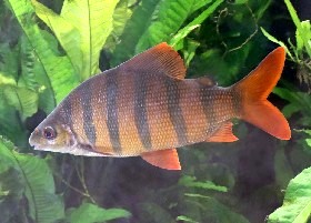 Six-banded Distichodus