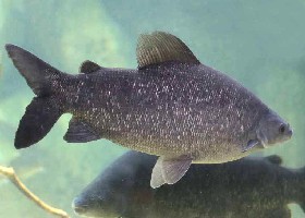 Grass-eater Distichodus