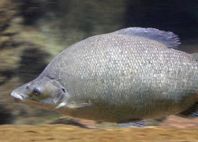 Long-nosed Distichodus, African characin
