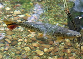 Golden Dorado