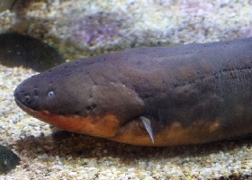 Electric Eel