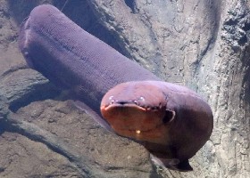 Electric Eel