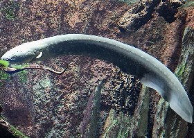 Electric Eel