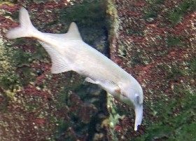 Kasai Elephant-nosed Fish
