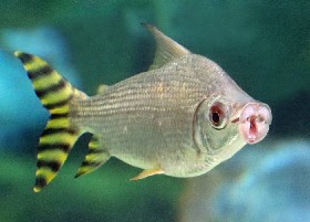 Jaraqui Flagtail Silver Characin