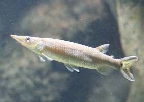Gar Characin