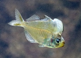 Humphead Glassfish
