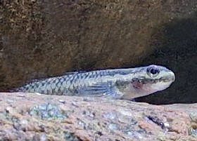 Annie's Goby female